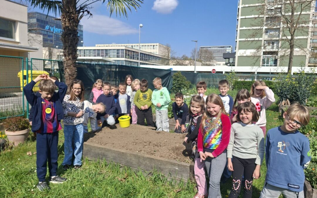 Sadnja jagoda u školskom vrtu